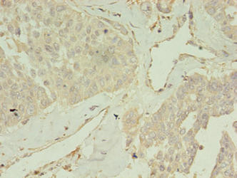CCDC14 Antibody in Immunohistochemistry (Paraffin) (IHC (P))
