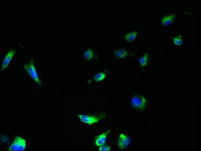 HSD17B12 Antibody in Immunocytochemistry (ICC/IF)