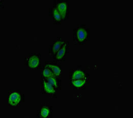 C6orf10 Antibody in Immunocytochemistry (ICC/IF)