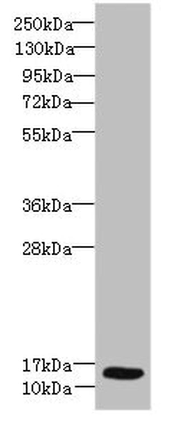 Ly-6E Antibody in Western Blot (WB)