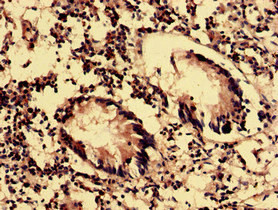 OLFML2B Antibody in Immunohistochemistry (Paraffin) (IHC (P))