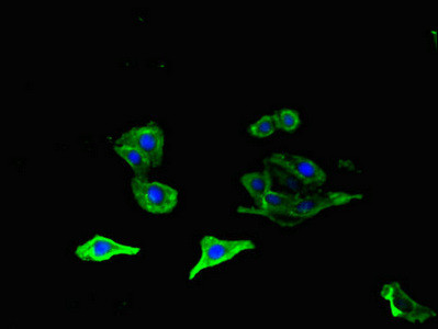 OLFML1 Antibody in Immunocytochemistry (ICC/IF)
