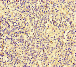SLC30A10 Antibody in Immunohistochemistry (Paraffin) (IHC (P))