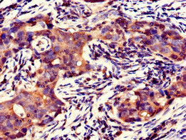 GFRAL Antibody in Immunohistochemistry (Paraffin) (IHC (P))