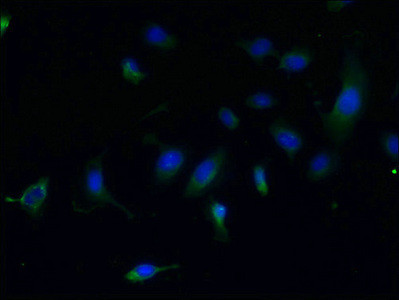 CCDC108 Antibody in Immunocytochemistry (ICC/IF)