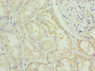 FAM122B Antibody in Immunohistochemistry (Paraffin) (IHC (P))