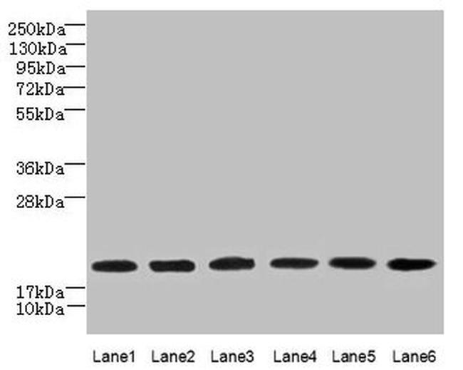 SPATA19 Antibody in Western Blot (WB)