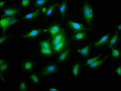 NALP10 Antibody in Immunocytochemistry (ICC/IF)