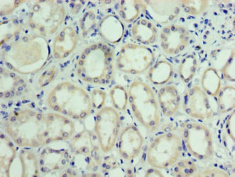 MON1A Antibody in Immunohistochemistry (Paraffin) (IHC (P))