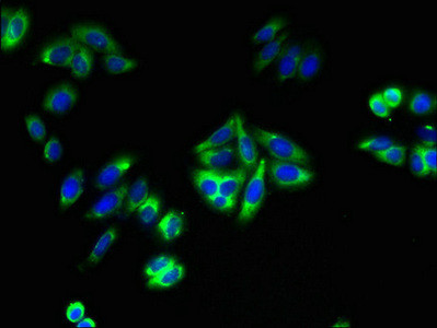 TMTC1 Antibody in Immunocytochemistry (ICC/IF)