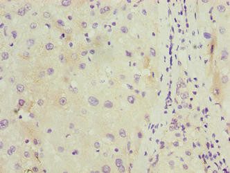C11orf53 Antibody in Immunohistochemistry (Paraffin) (IHC (P))