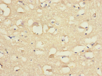 Contactin 4 Antibody in Immunohistochemistry (Paraffin) (IHC (P))