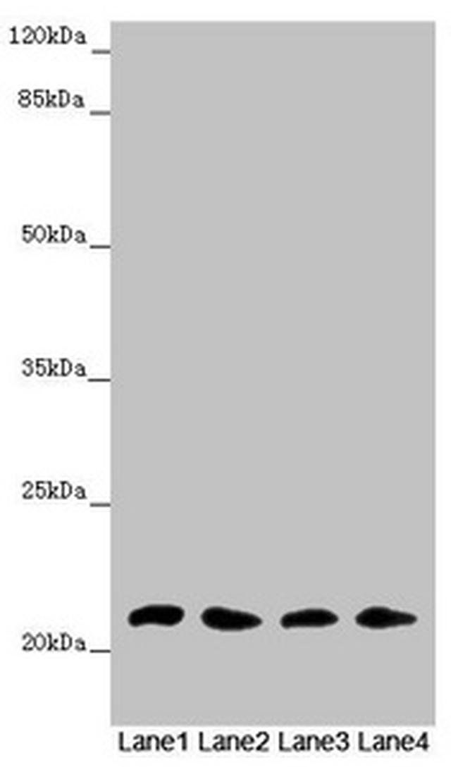 MSRB3 Antibody in Western Blot (WB)