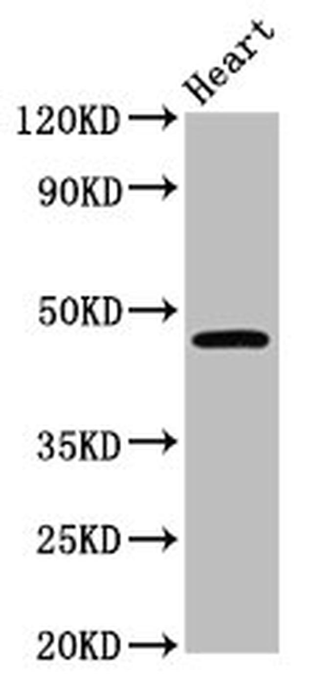 Lass3 Antibody in Western Blot (WB)