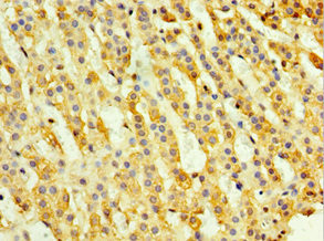 TH1L Antibody in Immunohistochemistry (Paraffin) (IHC (P))