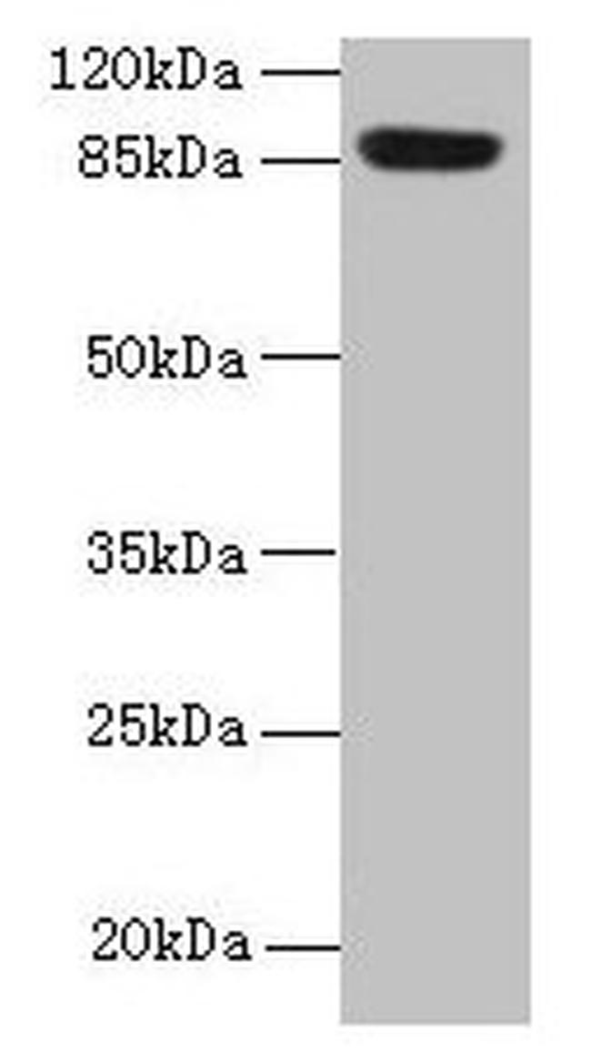 PASD1 Antibody in Western Blot (WB)