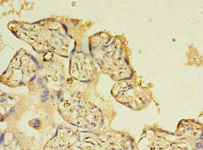 NOSTRIN Antibody in Immunohistochemistry (Paraffin) (IHC (P))