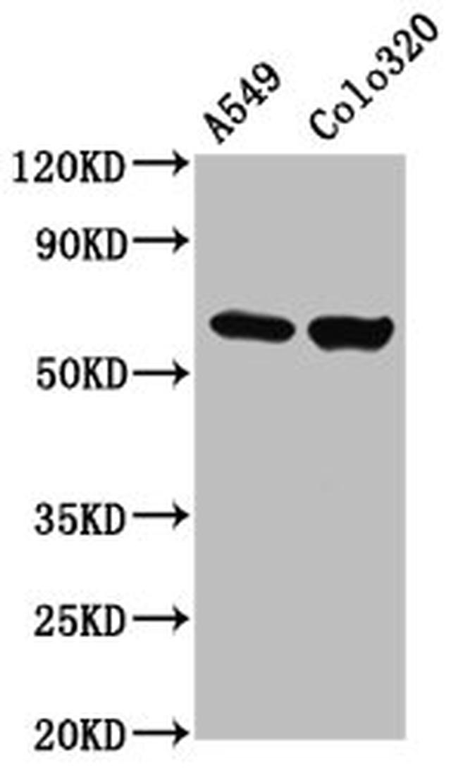 PDILT Antibody in Western Blot (WB)