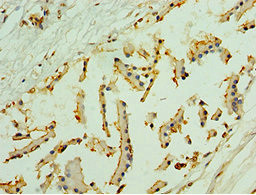 NLGN4Y Antibody in Immunohistochemistry (Paraffin) (IHC (P))