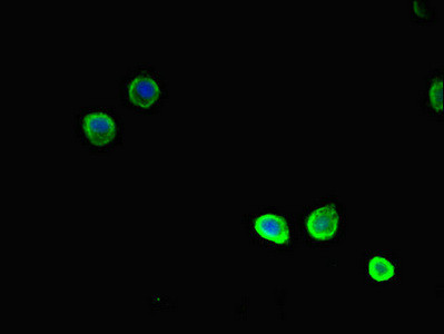 TSNARE1 Antibody in Immunocytochemistry (ICC/IF)