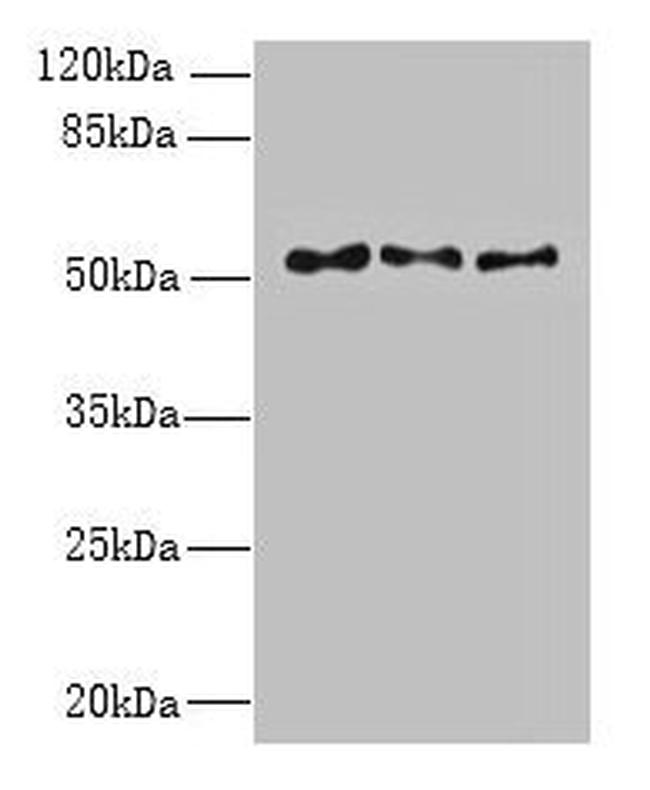 TRIML1 Antibody in Western Blot (WB)