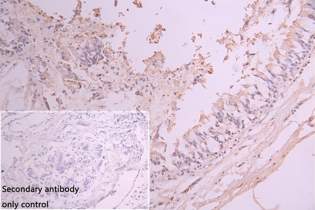 UXS1 Antibody in Immunohistochemistry (Paraffin) (IHC (P))