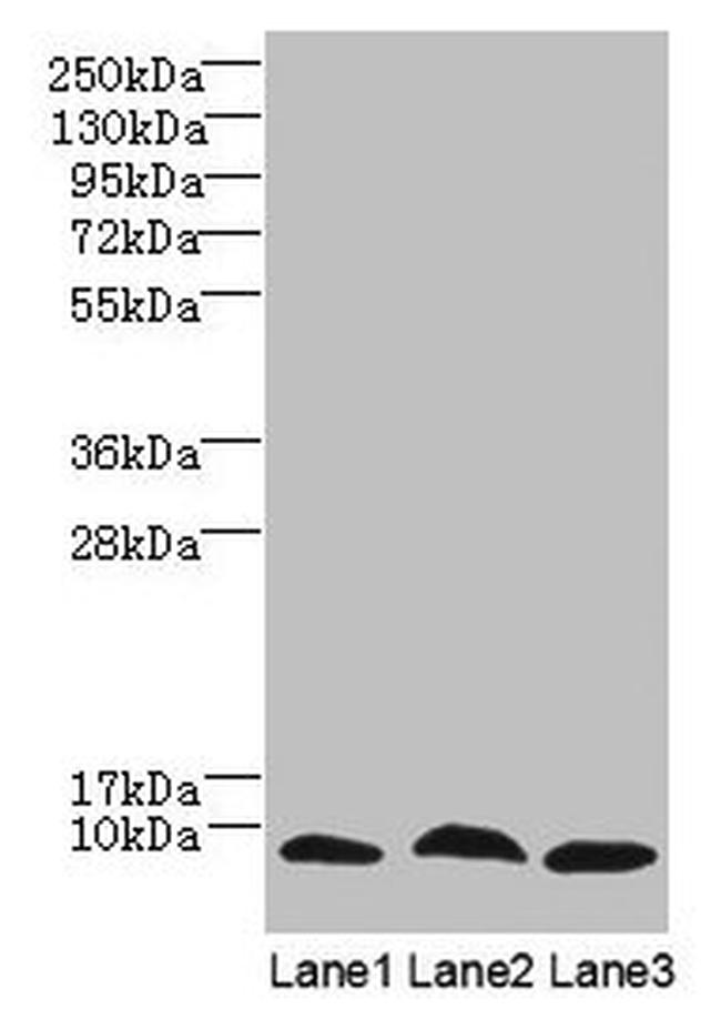 C4orf3 Antibody in Western Blot (WB)