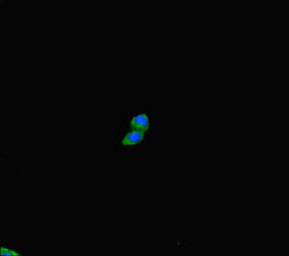 PLD6 Antibody in Immunocytochemistry (ICC/IF)