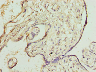 DNAJB8 Antibody in Immunohistochemistry (Paraffin) (IHC (P))