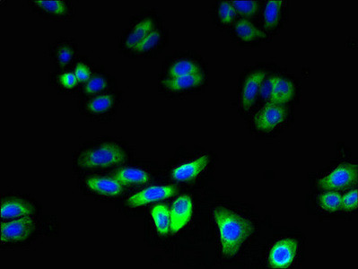 RNF128 Antibody in Immunocytochemistry (ICC/IF)