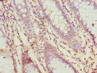 PRSS35 Antibody in Immunohistochemistry (Paraffin) (IHC (P))