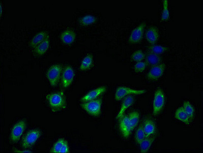 ERGIC1 Antibody in Immunocytochemistry (ICC/IF)