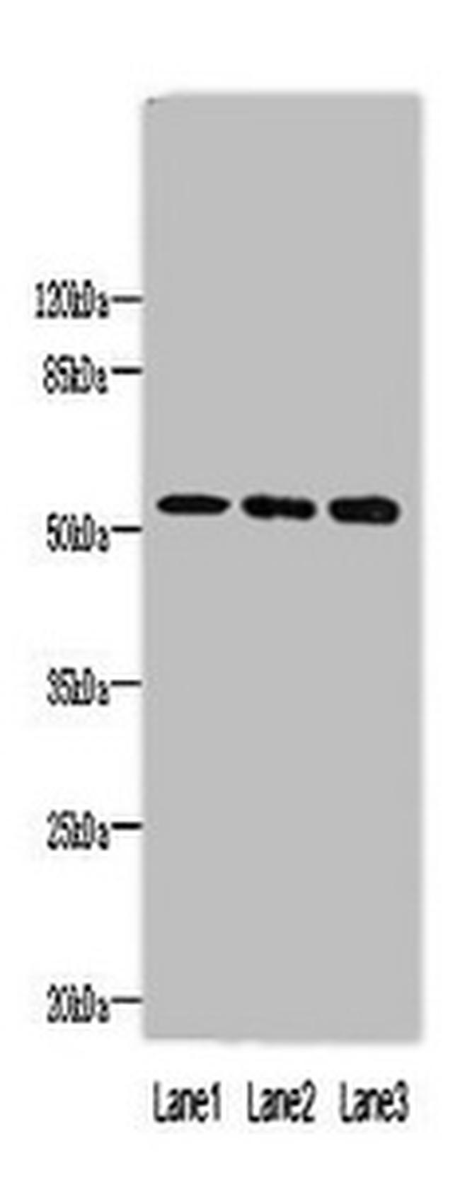 FAM63A Antibody in Western Blot (WB)