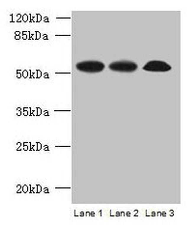 SPERT Antibody in Western Blot (WB)