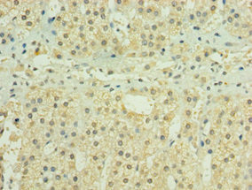 HYLS1 Antibody in Immunohistochemistry (Paraffin) (IHC (P))