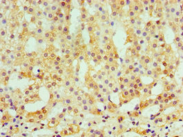 CaMKI gamma Antibody in Immunohistochemistry (Paraffin) (IHC (P))