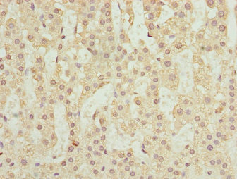 RUFY2 Antibody in Immunohistochemistry (Paraffin) (IHC (P))