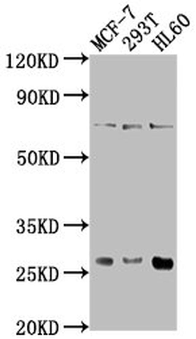 STYX Antibody in Western Blot (WB)