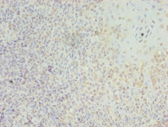 LILRA2 Antibody in Immunohistochemistry (Paraffin) (IHC (P))