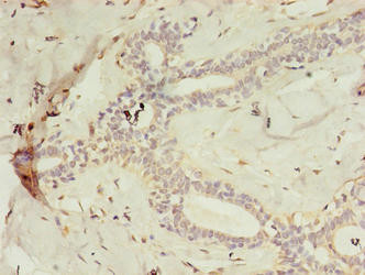 C2orf47 Antibody in Immunohistochemistry (Paraffin) (IHC (P))