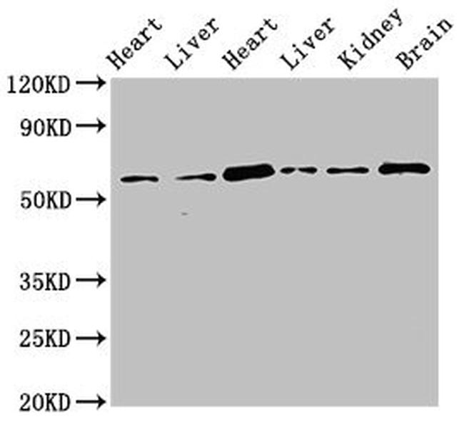 CREB3L1 Antibody in Western Blot (WB)