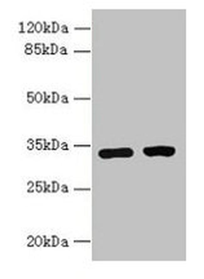 C3orf49 Antibody in Western Blot (WB)