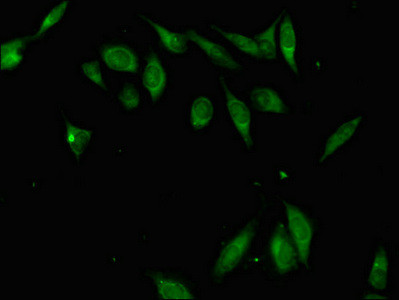 Rex1 Antibody in Immunocytochemistry (ICC/IF)