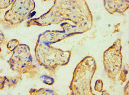 SPIN2 Antibody in Immunohistochemistry (Paraffin) (IHC (P))