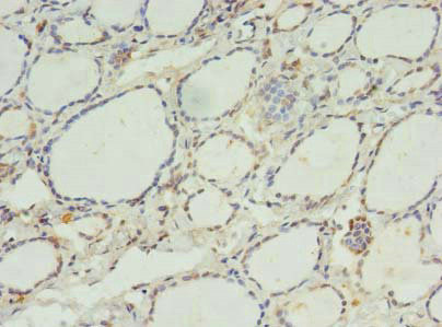CK068 Antibody in Immunohistochemistry (Paraffin) (IHC (P))