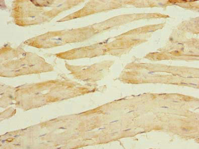 TCEAL7 Antibody in Immunohistochemistry (Paraffin) (IHC (P))