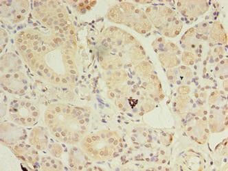ASB8 Antibody in Immunohistochemistry (Paraffin) (IHC (P))
