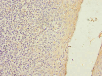 SLC23A2 Antibody in Immunohistochemistry (Paraffin) (IHC (P))