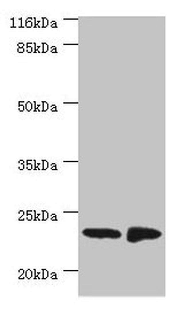 C7orf50 Antibody in Western Blot (WB)