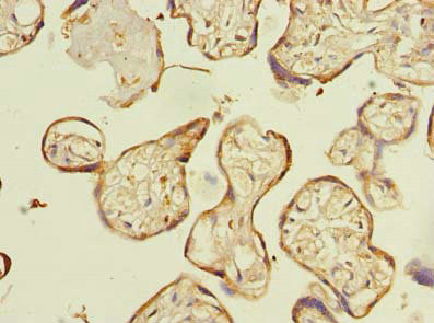 C16orf48 Antibody in Immunohistochemistry (Paraffin) (IHC (P))